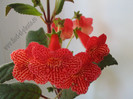 Kohleria Borka - Uluitor de frumoasa!