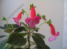 Kohleria Annika - Minunata!