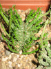 EUPHORBIA caput-medusae f. cristata