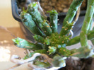 Euphorbia muirii