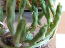 Euphorbia muirii