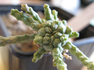 Euphorbia Sp. nova MARX