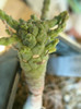 Euphorbia Sp. nova MARX