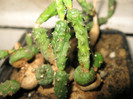 Euphorbia globosa