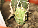 Euphorbia monteroi   (Angola)