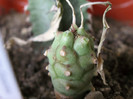 Euphorbia monteroi (Angola)
