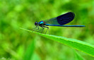 libelula Calopteryx splendens
