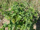 DSC02455