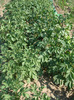 DSC02477