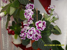 Flori 26 06 2011 008