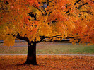 An autumn beauty