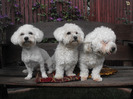 Trio!