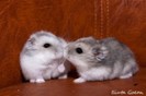 2009-11-2hamsteri-280x186