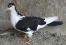 12pn(2011)