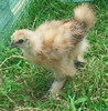 silkie - matase