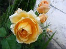 CROWN PRINCESS MARGARETA