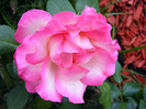 DSCF6161