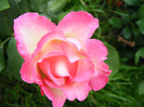 DSCF6162