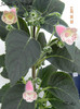 Jardin du Monate 02-06-2011