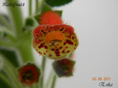Hattifnatt 03-06-2011
