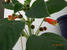 Hattifnatt 03-06-2011