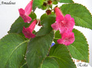 Amadeus 11-06-2011
