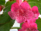Amadeus 11-06-2011