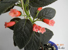 Tropical Night 11-06-2011