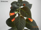 Brimstone 24-06-2011