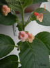 Bristol_s First Born 24-06-2011