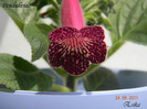 Pendulina (L) 24-06-2011