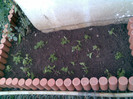 Craite transplantate
