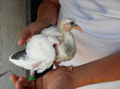 pui 2011
