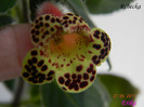 Rebecka 27-06-2011\'