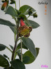 Rebecka 27-06-2011\'\'