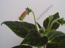 New - Kohleria Jessica