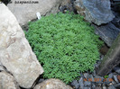 Sedum hispanicum