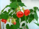 abutilon grena, rosu, rosu-corai si ruginiu de care-mi doresc (poza este preluata de pe net)