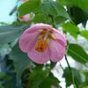 abutilon roz de care-mi doresc (poza este preluata de pe net)