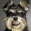 wallpaper_catel-funny