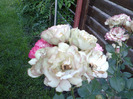 27 iunie 2011 trandafirii