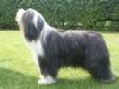 bearded collie