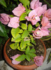 DSC09652