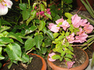 DSC09655