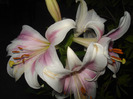 DSC09656