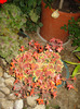 DSC09666