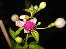 DSC09667