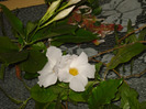 dipladenia  alba