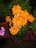 crossandra