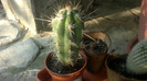 cactusi la tara